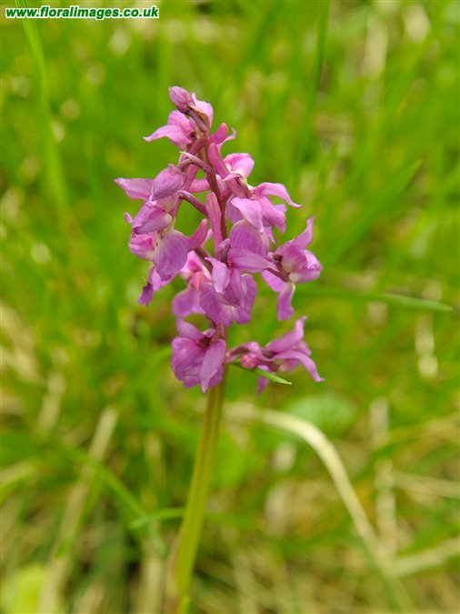 Orchis mascula