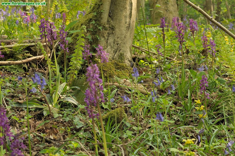Orchis mascula