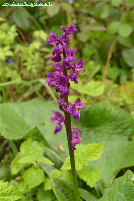 Orchis mascula
