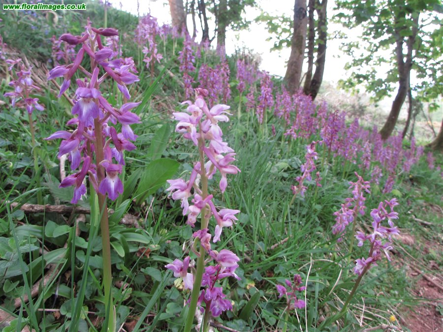 Orchis mascula