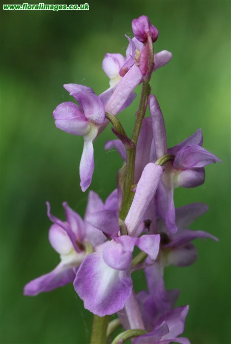 Orchis mascula