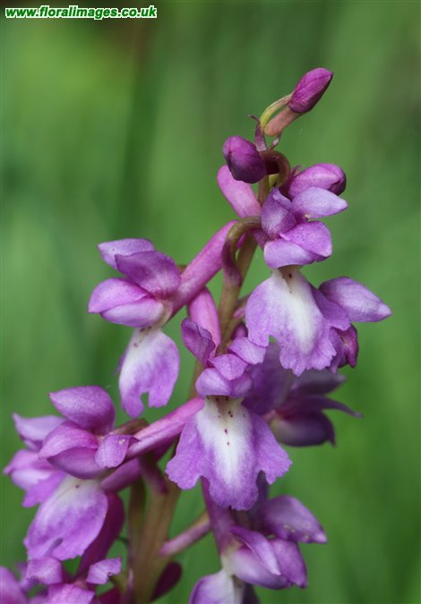 Orchis mascula