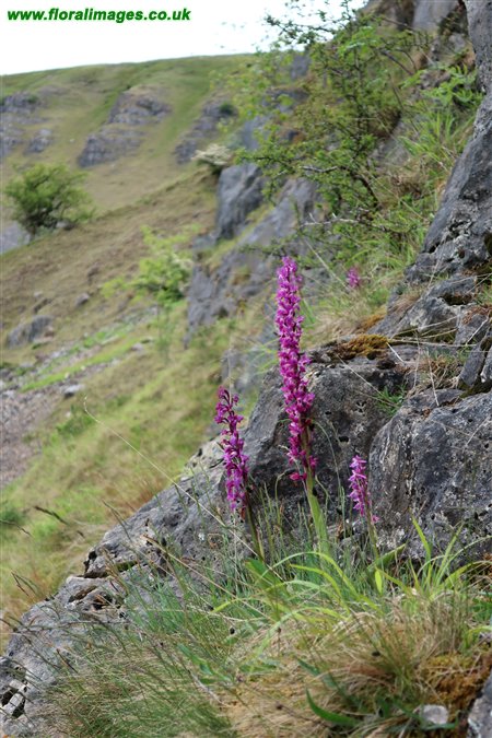 Orchis mascula