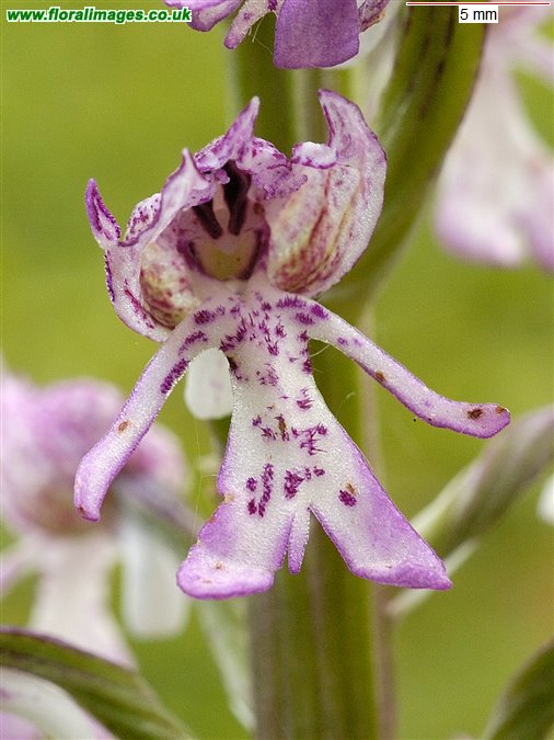 Orchis x angusticruris