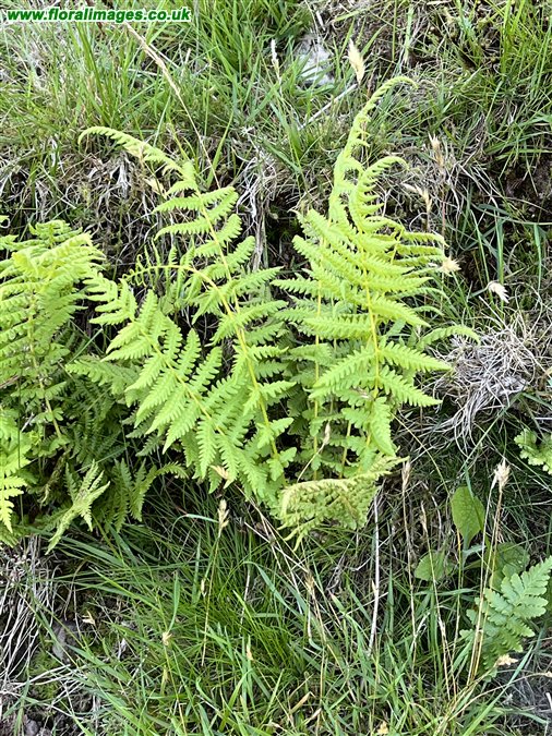 Oreopteris limbosperma