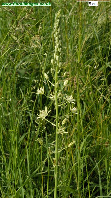 Ornithogalum pyrenaicum