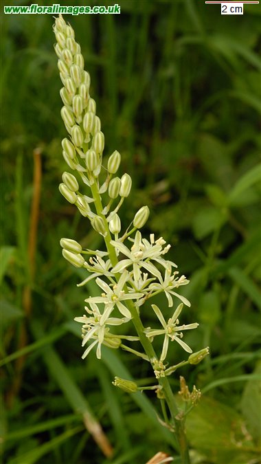 Ornithogalum pyrenaicum