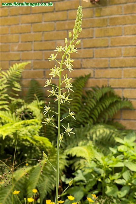 Ornithogalum pyrenaicum