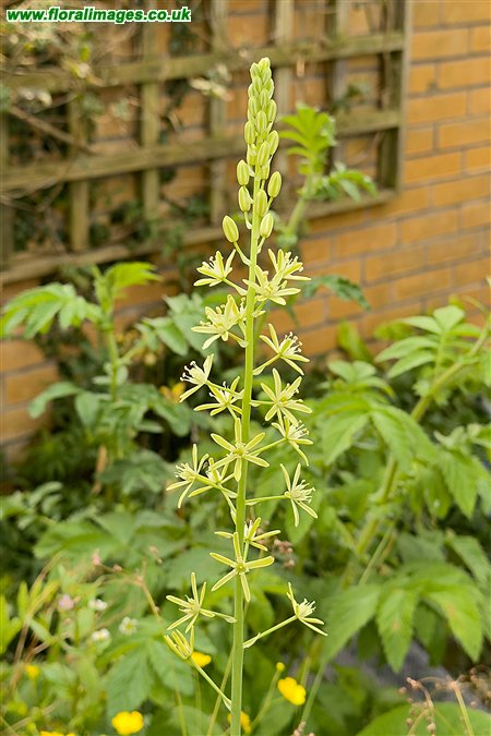 Ornithogalum pyrenaicum