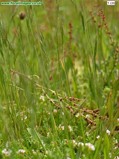 Ornithopus perpusillus