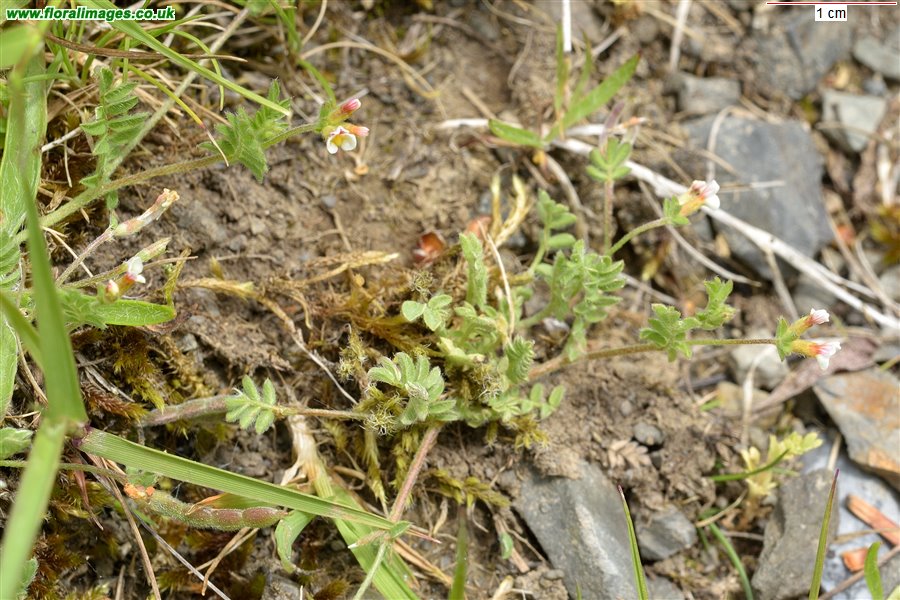 Ornithopus perpusillus