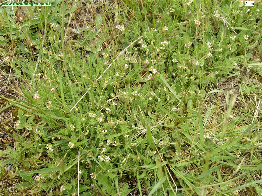 Ornithopus perpusillus