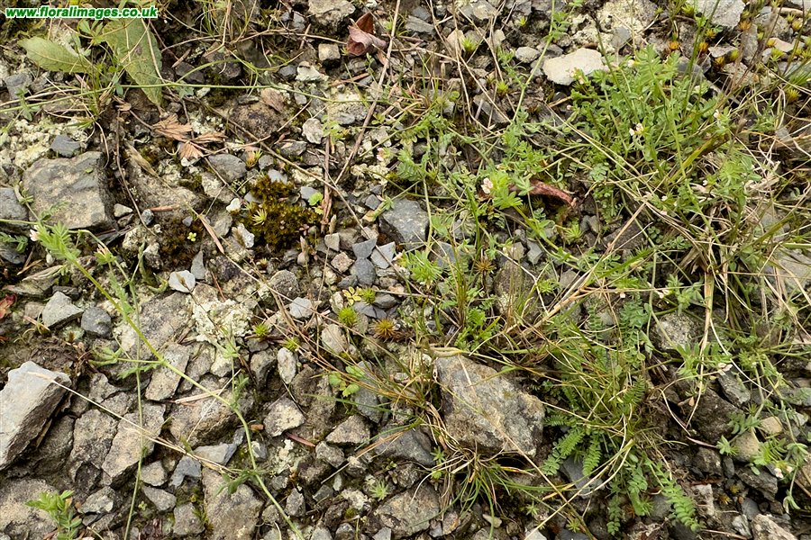 Ornithopus perpusillus