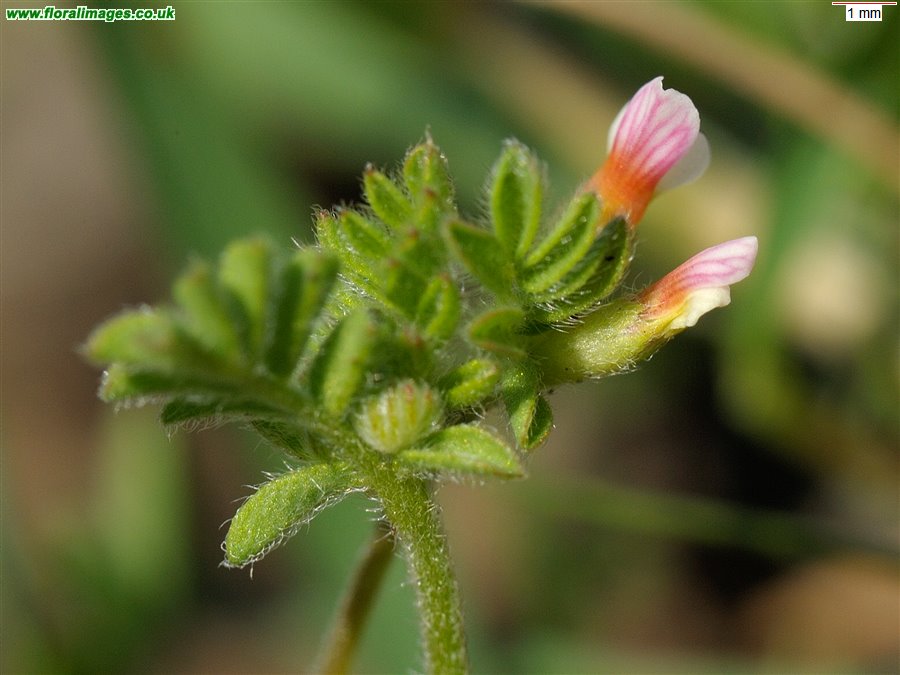 Ornithopus perpusillus