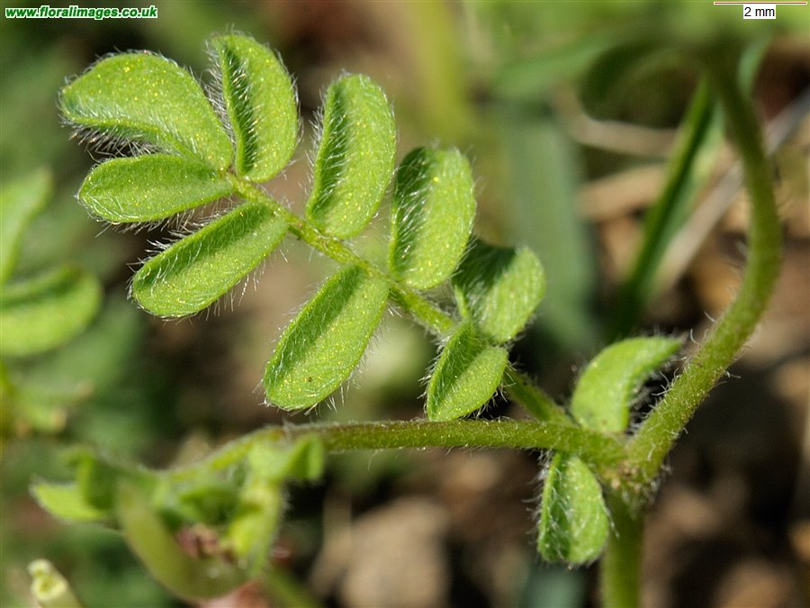 Ornithopus perpusillus