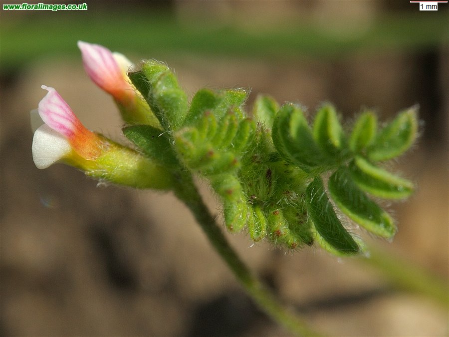 Ornithopus perpusillus