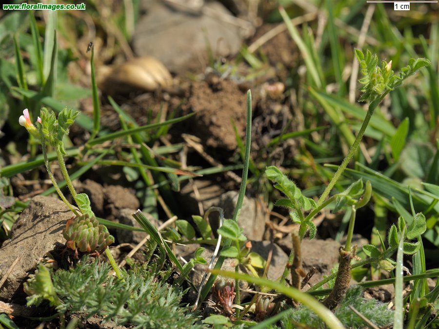 Ornithopus perpusillus