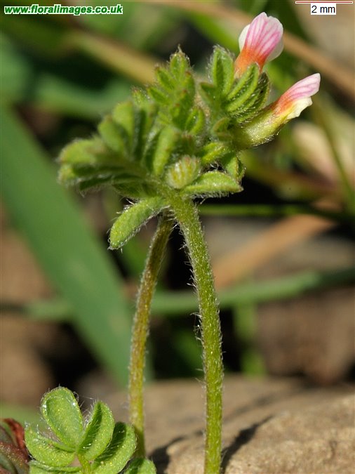 Ornithopus perpusillus