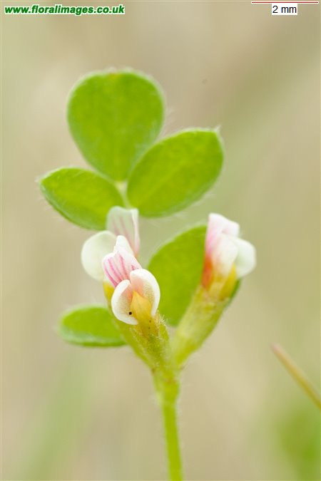 Ornithopus perpusillus