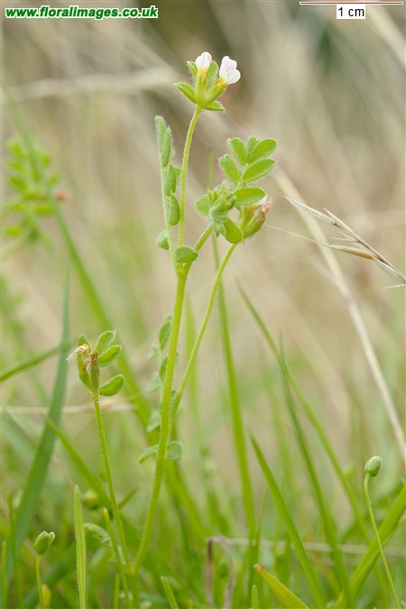 Ornithopus perpusillus