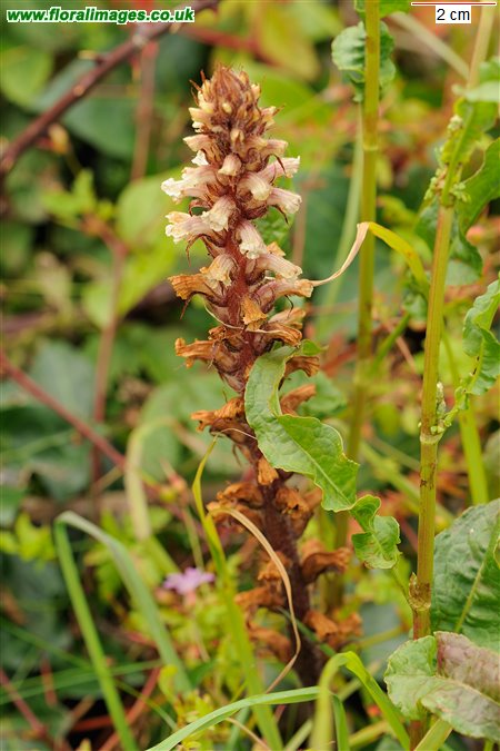 Orobanche hederae
