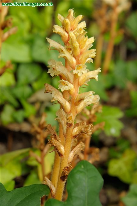 Orobanche hederae