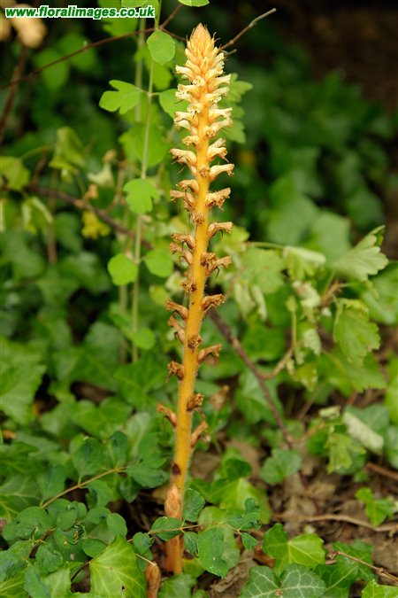 Orobanche hederae