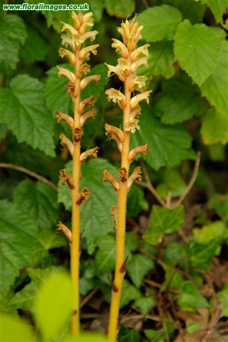 Orobanche hederae