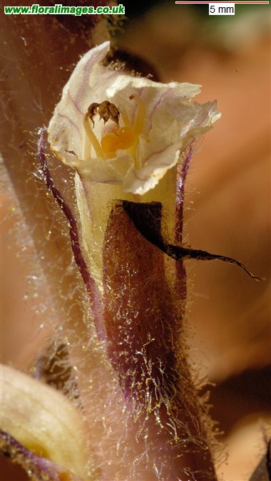 Orobanche hederae