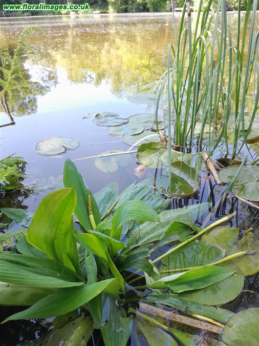 Orontium aquaticum