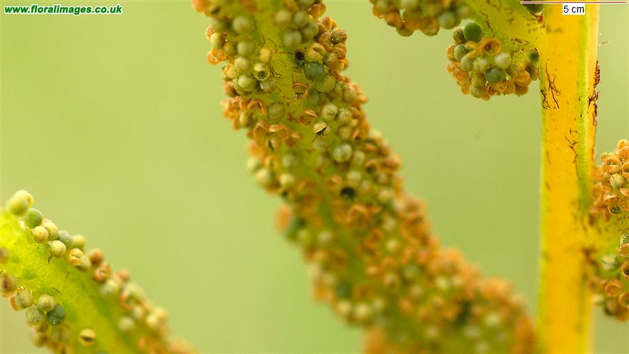 Osmunda regalis