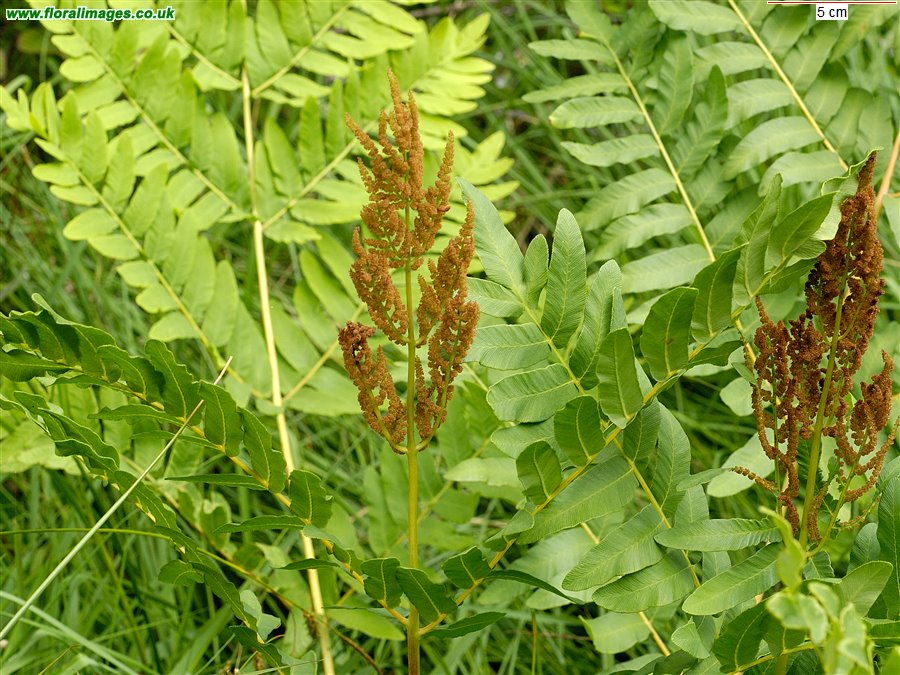 Osmunda regalis
