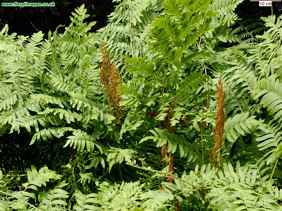 Osmunda regalis