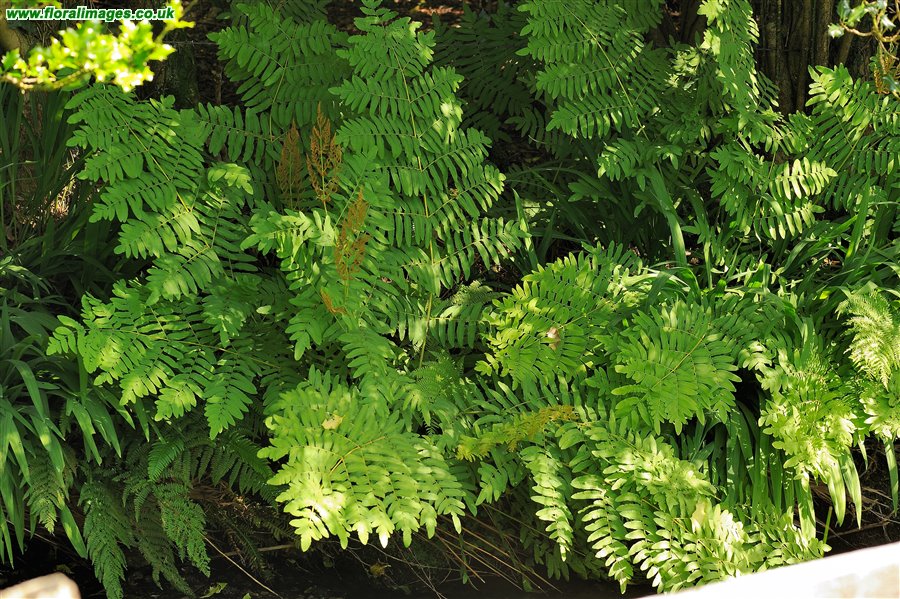 Osmunda regalis