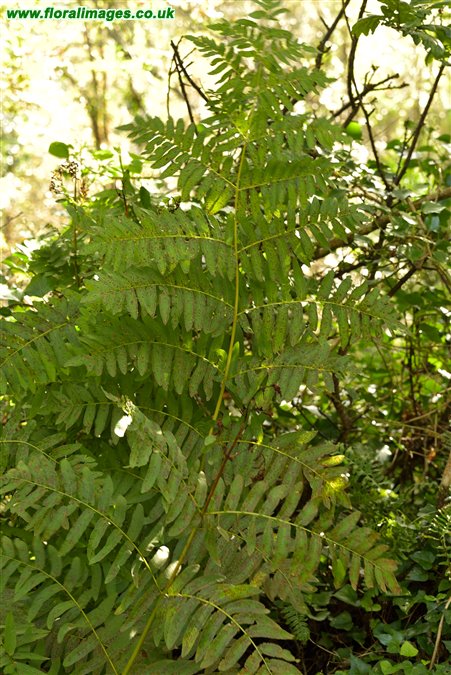 Osmunda regalis