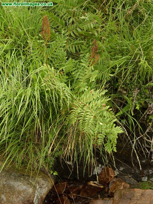 Osmunda regalis