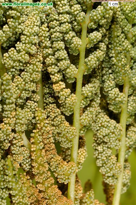Osmunda regalis
