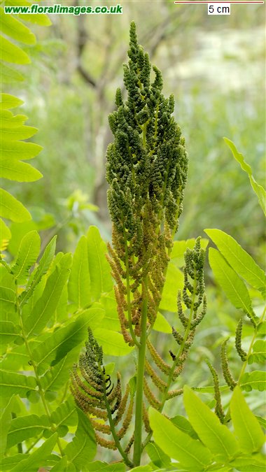 Osmunda regalis