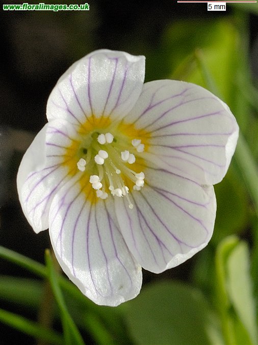 Oxalis acetosella