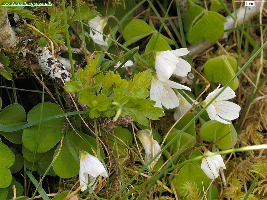 Oxalis acetosella