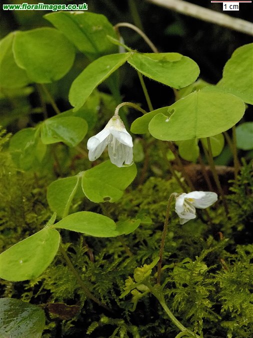 Oxalis acetosella