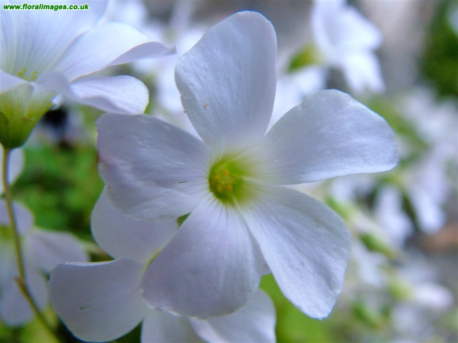 Oxalis incarnata
