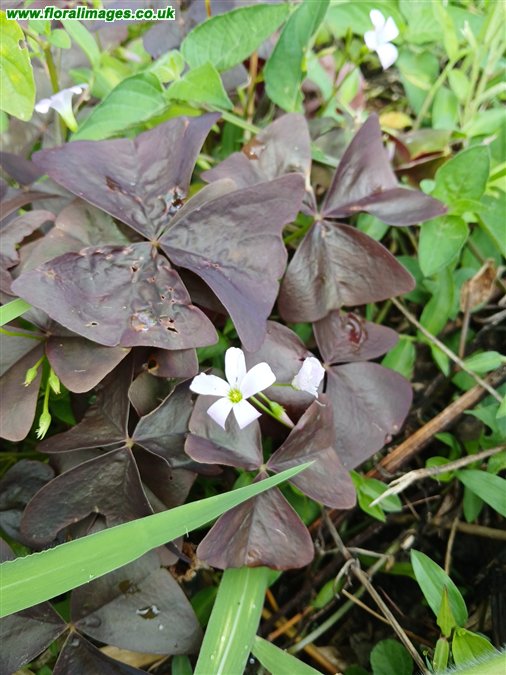 Oxalis triangularis