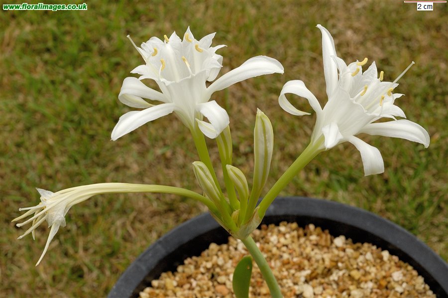 Pancratium maritimum