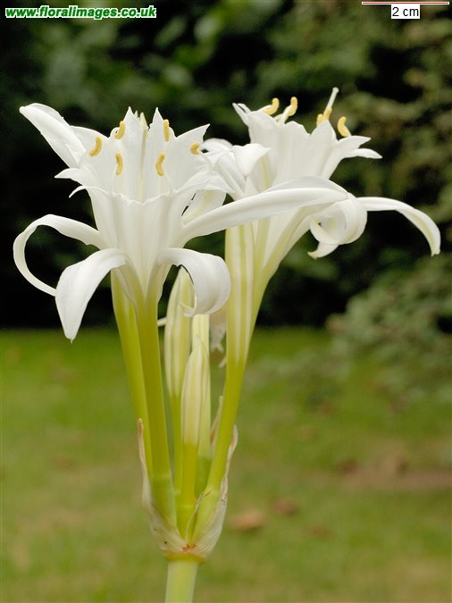 Pancratium maritimum