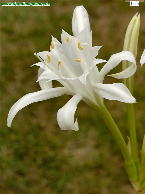 Pancratium maritimum