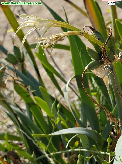 Pancratium maritimum