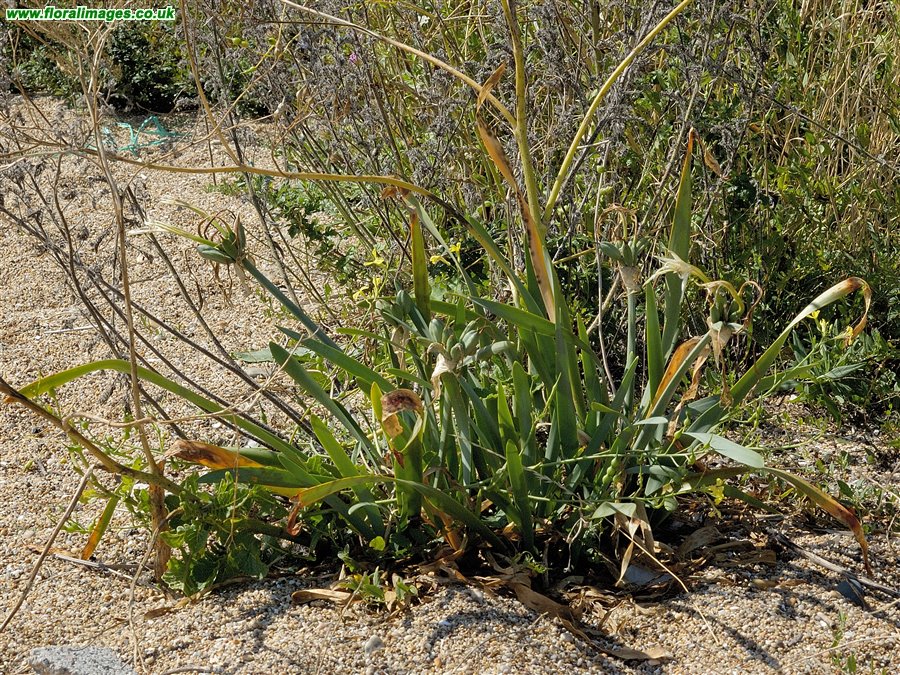 Pancratium maritimum
