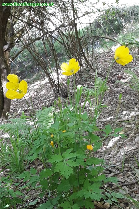 Papaver cambricum