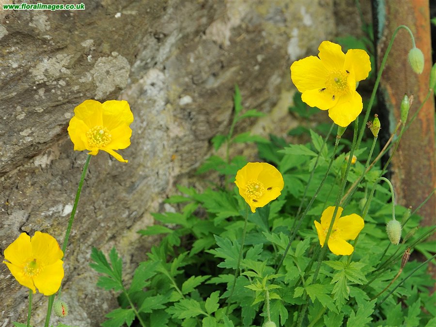Papaver cambricum